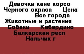 Девочки кане корсо. Черного окраса.  › Цена ­ 65 000 - Все города Животные и растения » Собаки   . Кабардино-Балкарская респ.,Нальчик г.